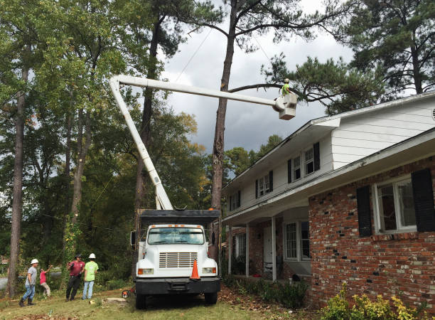  Madison, AL Tree Services Pros