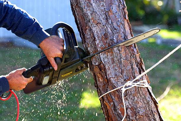 How Our Tree Care Process Works  in  Madison, AL