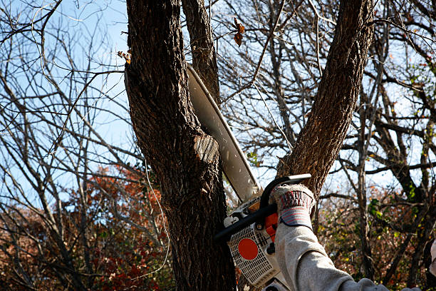 Reliable Madison, AL Tree Services Solutions